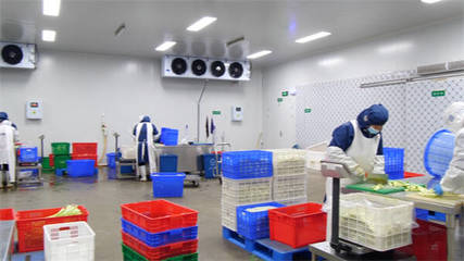 东营区‘净菜工厂’投产 单日最大产能30吨稳供应